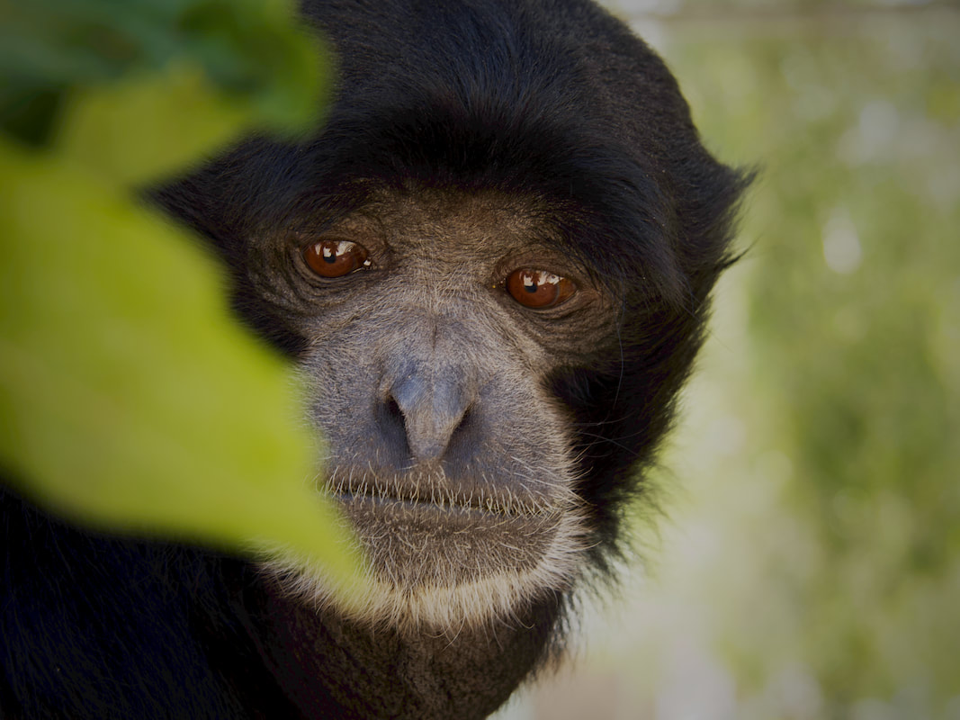 Guided Gibbon Tour At Gibbon Center In Santa Gallery A930f3f2 F3d0 497e A322 